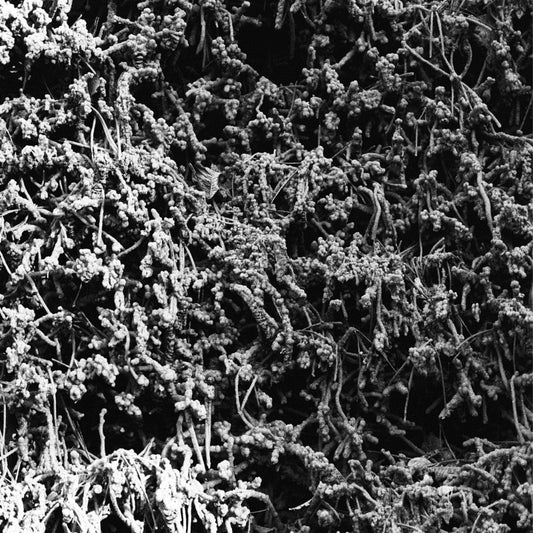 NECROPOLISSEBEHT - Taurunovem - Th’Astraktyan Serfdome CD (Preorder)